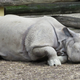 An Indian rhino resting on its belly.
